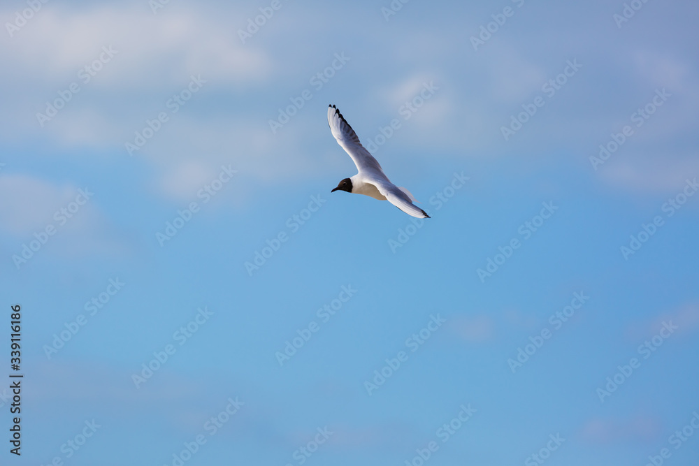 Seagull in flight against a blue sky, ascending with wings spread Seagull in flight against a blue sky, ascending with wings spread
