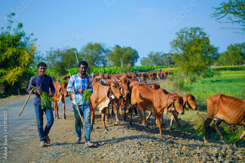 Indian cattle field ,Rural india