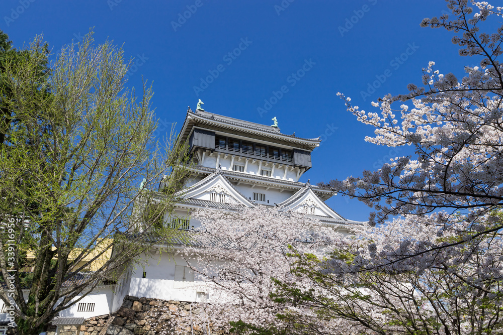 Fototapeta premium 小倉城と桜の風景