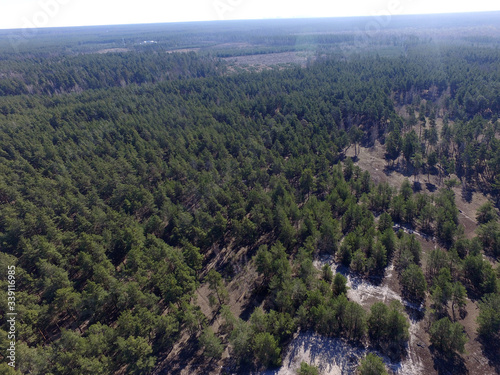 Pine forest  (drone aerial image). Near Kiev,Ukraine