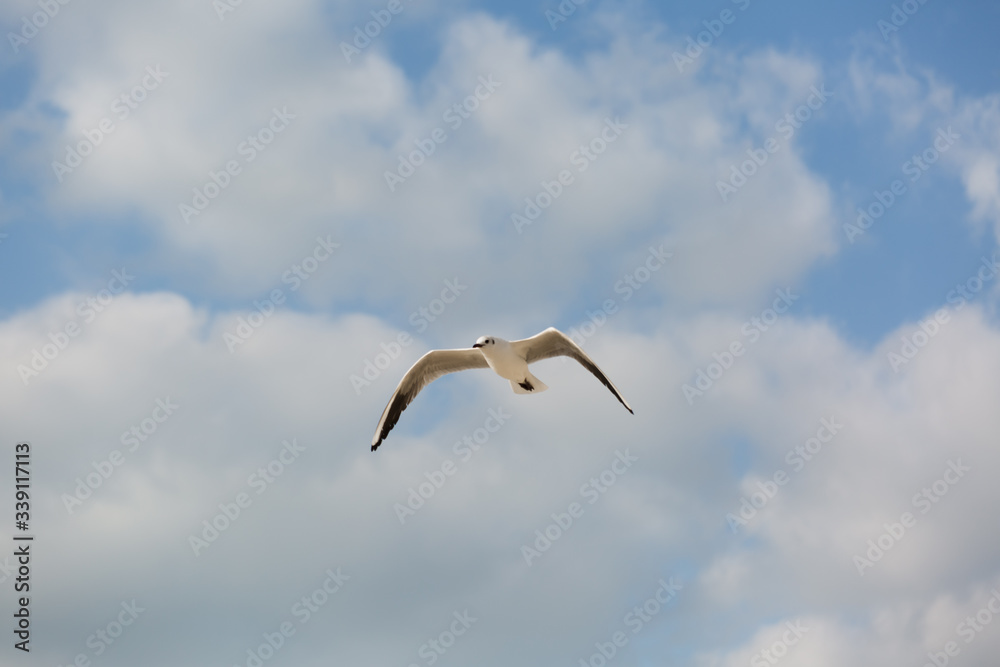 Seagull in flight against a blue sky, ascending with wings spread Seagull in flight against a blue sky, ascending with wings spread