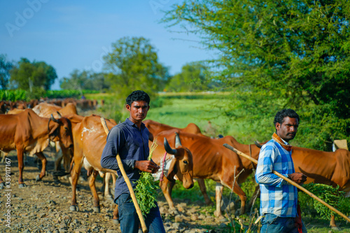 Indian cattle field ,Rural india © PRASANNAPIX