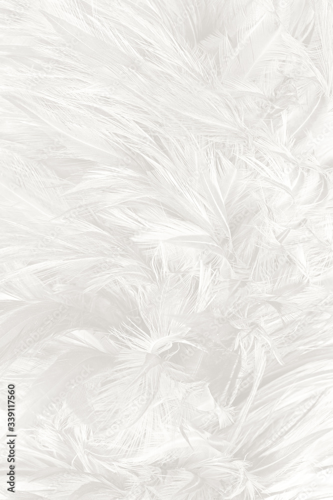 Beautiful white feather wooly pattern texture background Beautiful white feather wooly pattern texture background