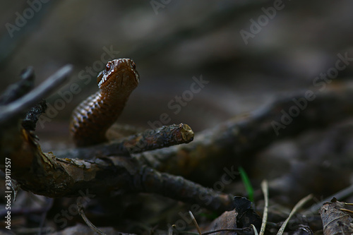 poisonous dangerous snake, viper in the wild, Russia swamp © kichigin19
