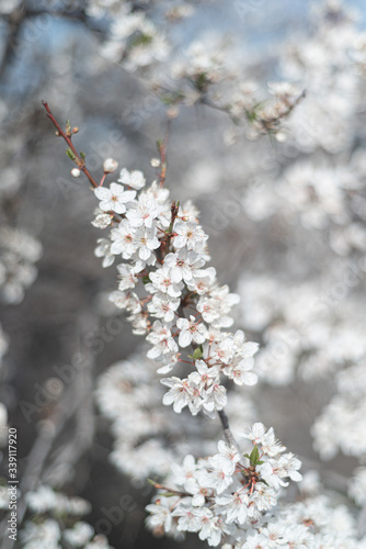 Beautiful blooming cherry tree during spring sunny day © Alina