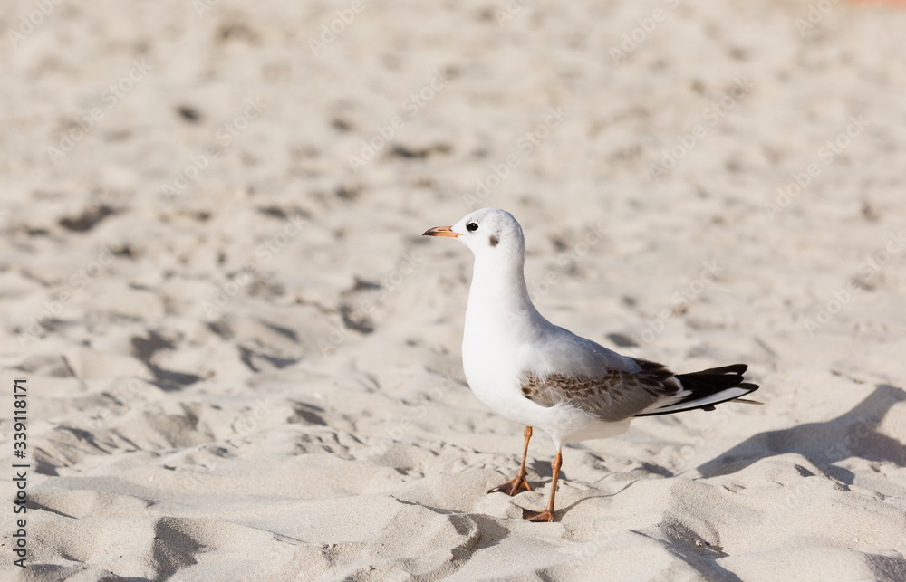Seagulls on the beach in Hermosa watching the waves break on the shore waiting for food Seagulls on the beach in Hermosa watching the waves break on the shore waiting for food