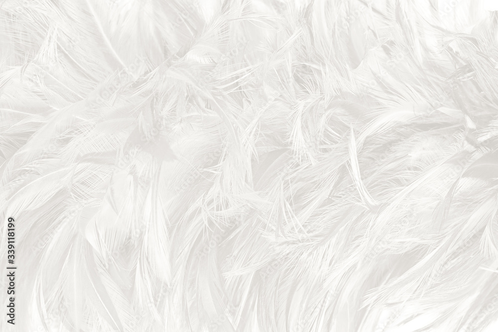 Beautiful white feather pattern texture background Beautiful white feather pattern texture background