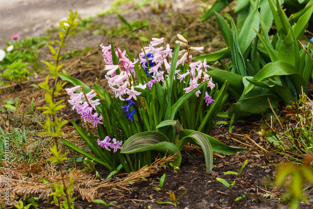 Beautiful pink-colored hyacinths in a spring garden. Beautiful pink-colored hyacinths in a spring garden.