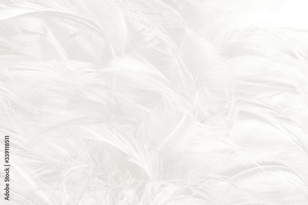 Beautiful white feather wooly pattern texture background Beautiful white feather wooly pattern texture background