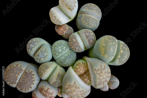 lithops closeup photo