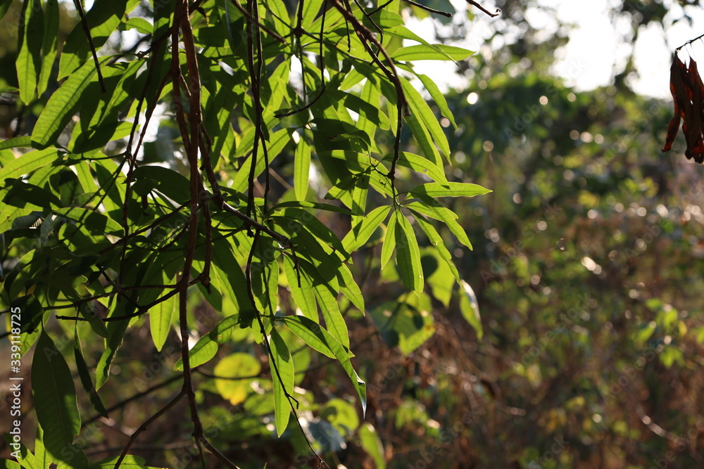 green leaves in the sun