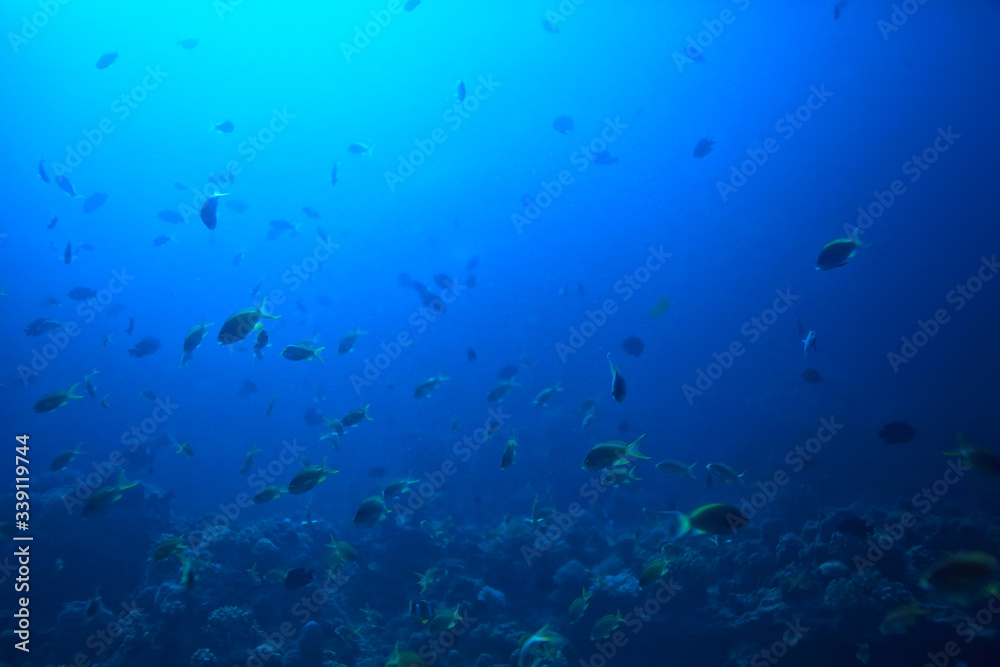 marine ecosystem underwater view / blue ocean wild nature in the sea, abstract background
