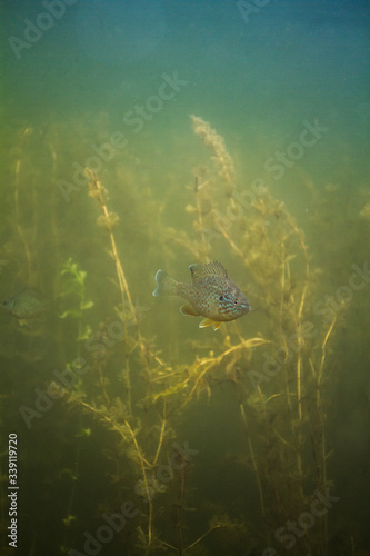 Fototapeta Naklejka Na Ścianę i Meble -  Fresh water fish