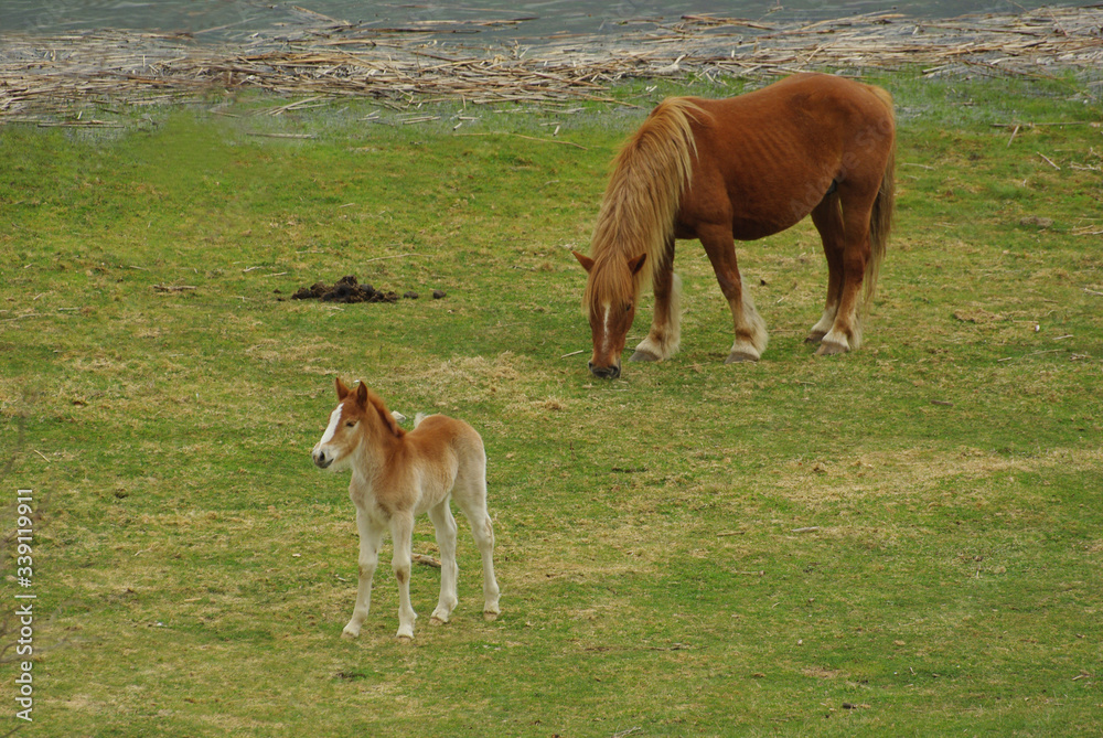 Horse and foal graze on the meadow Horse and foal graze on the meadow