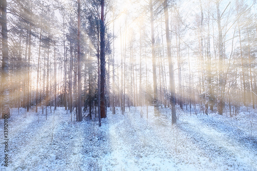 rays of the sun landscape winter forest  glow landscape in a beautiful snowy forest seasonal panorama of winter