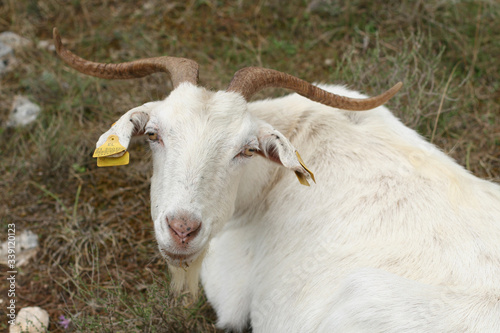 Kri-kri wild, white goat