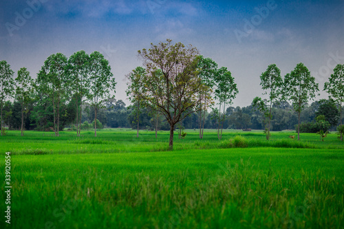 The panoramic nature background of the green field scenery,the long wooden bridge,the wind blowing through many species of leaves blurred,the beauty of the ecosystem