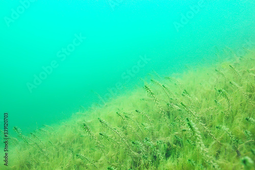Fototapeta Naklejka Na Ścianę i Meble -  ecosystem underwater pond / landscape underwater photo diving in fresh water, green world algae and fish in river depth