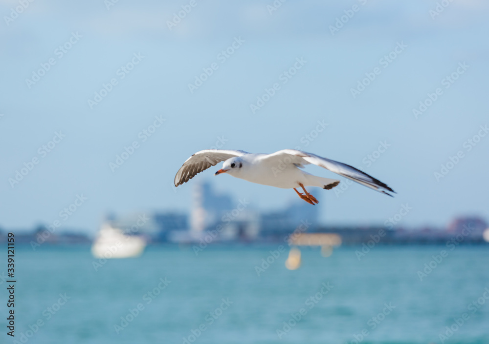Obraz premium Seagulls in flight against the background of the sights of the old city, Charles Bridge and view to Vltava River, Prague Castle, Prague, Czech Republic.