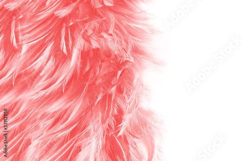 Beautiful white red feather pattern texture background