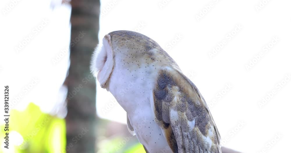 Owl Looking Around and Adjusting Itself // Static Shot Owl Looking Around and Adjusting Itself // Static Shot