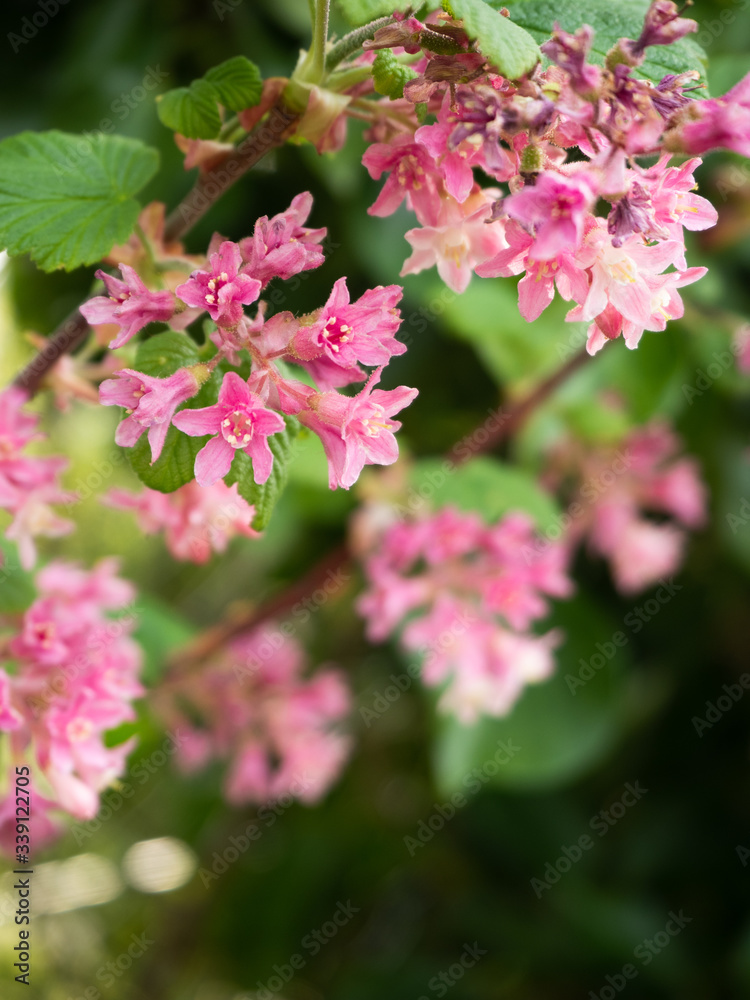 Pink flowers on dark green background with negative space Pink flowers on dark green background with negative space