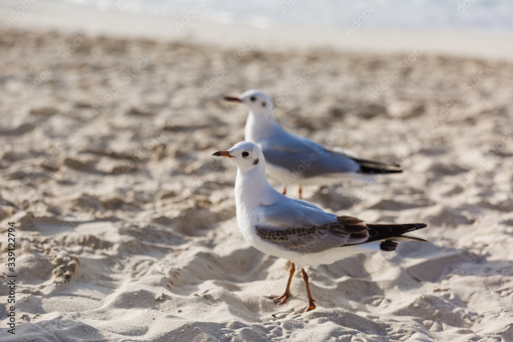 Seagulls on the beach in Hermosa watching the waves break on the shore waiting for food Seagulls on the beach in Hermosa watching the waves break on the shore waiting for food