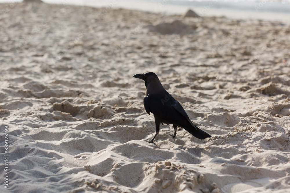 Fototapeta premium A black American crow (Corvus brachyrhynchos) walks along dark desolate sandy grounds.