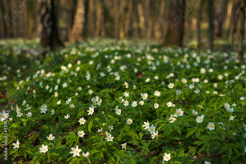 Anemone nemorosa flower in the forest in the sunny day. Wood anemone, windflower, thimbleweed.