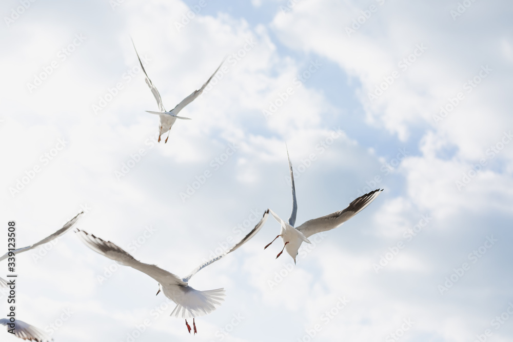 Seagull in flight against a blue sky, ascending with wings spread Seagull in flight against a blue sky, ascending with wings spread