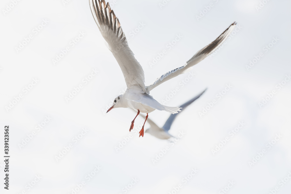 Fototapeta premium Seagull in flight against a blue sky, ascending with wings spread