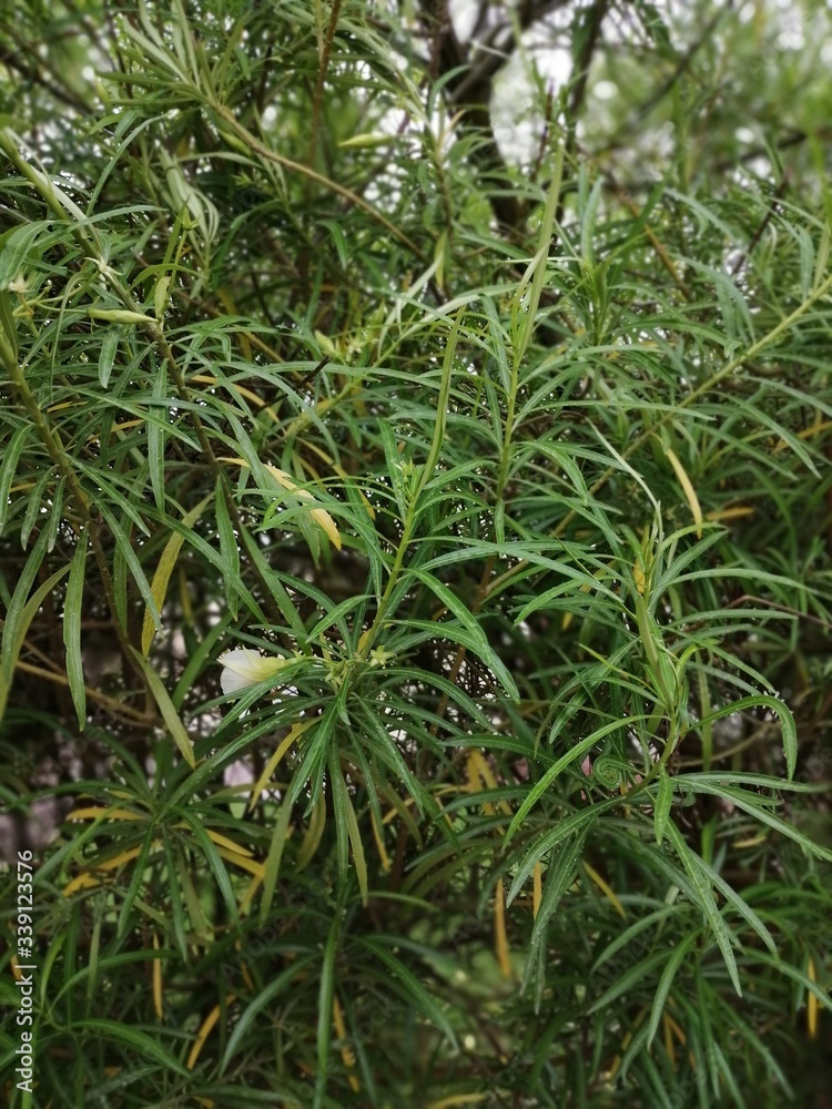 green grass background