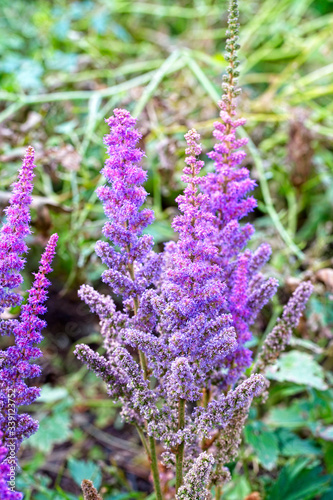 Flowerheads of Astilbe chinensis, var, pumila.