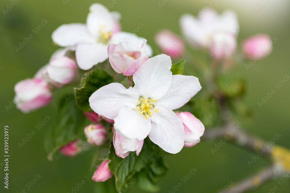 Apfelblüten, Nahaufnahme mit geringer Schärfentiefe