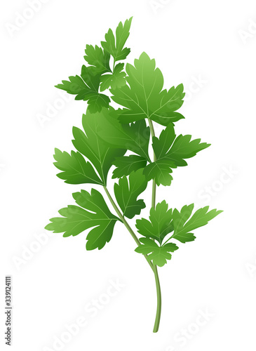 
Fresh green parsley branch. Vector illustration.