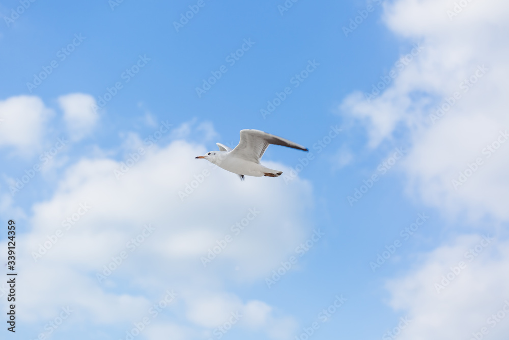 Seagull in flight against a blue sky, ascending with wings spread