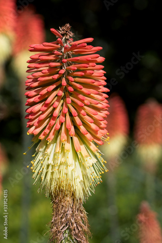 Red Hot Poker flowerhead, (Kniphofia caulescens). photo