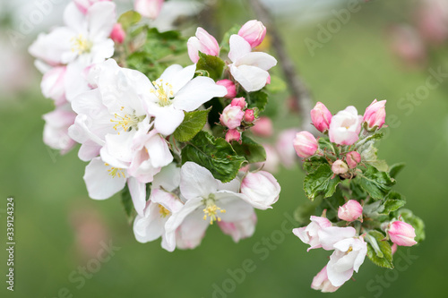 Apfelblüten, Nahaufnahme mit geringer Schärfentiefe