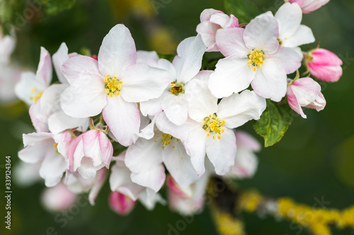 Apfelblüten, Nahaufnahme mit geringer Schärfentiefe © Harald Biebel