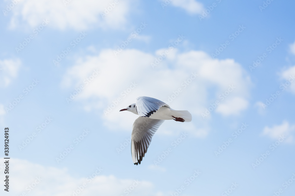 Seagull in flight against a blue sky, ascending with wings spread Seagull in flight against a blue sky, ascending with wings spread
