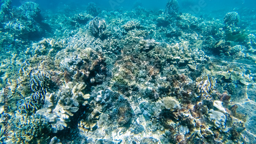 Underwater coral reef ecosystem in thailand