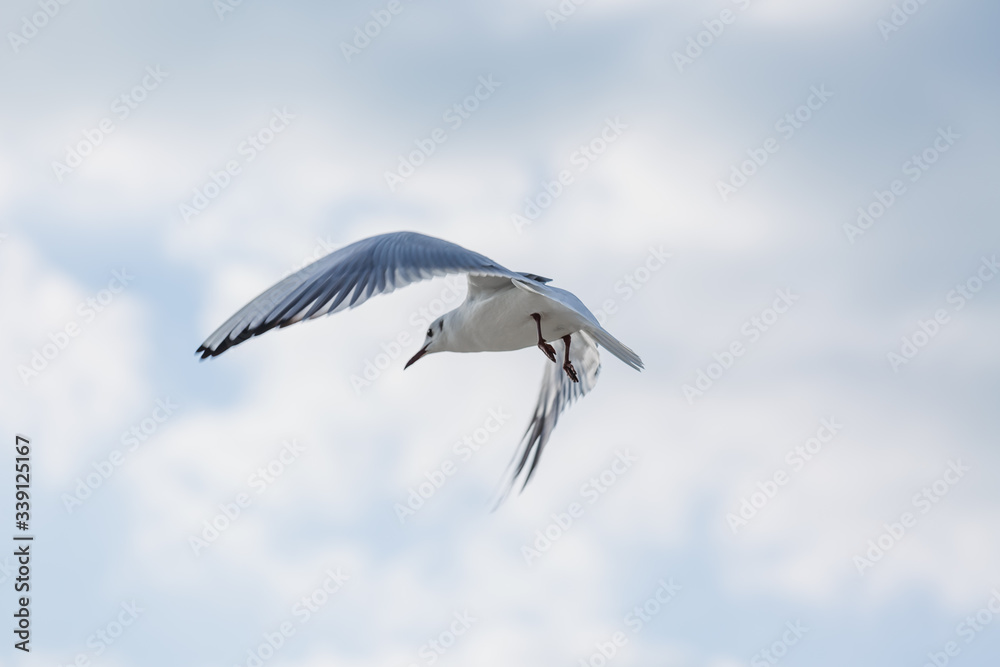 Seagull in flight against a blue sky, ascending with wings spread Seagull in flight against a blue sky, ascending with wings spread