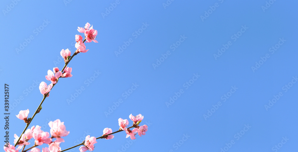 Nature background with a blossoming branch of pink sakura flowers. Vector pattern on blue sky, bottom view, banner, copy space Nature background with a blossoming branch of pink sakura flowers. Vector pattern on blue sky, bottom view, banner, copy space