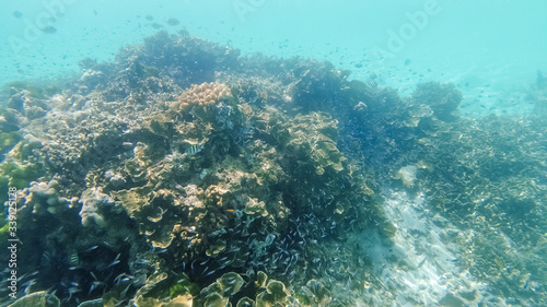 Underwater coral reef ecosystem in thailand