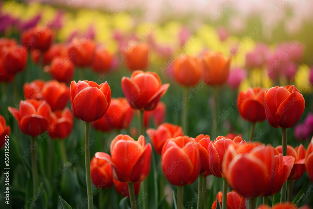Red tulips flowers blooming in a tulip field, against the background of blurry tulips flowers in the sunset light. Red tulips flowers blooming in a tulip field, against the background of blurry tulips flowers in the sunset light.