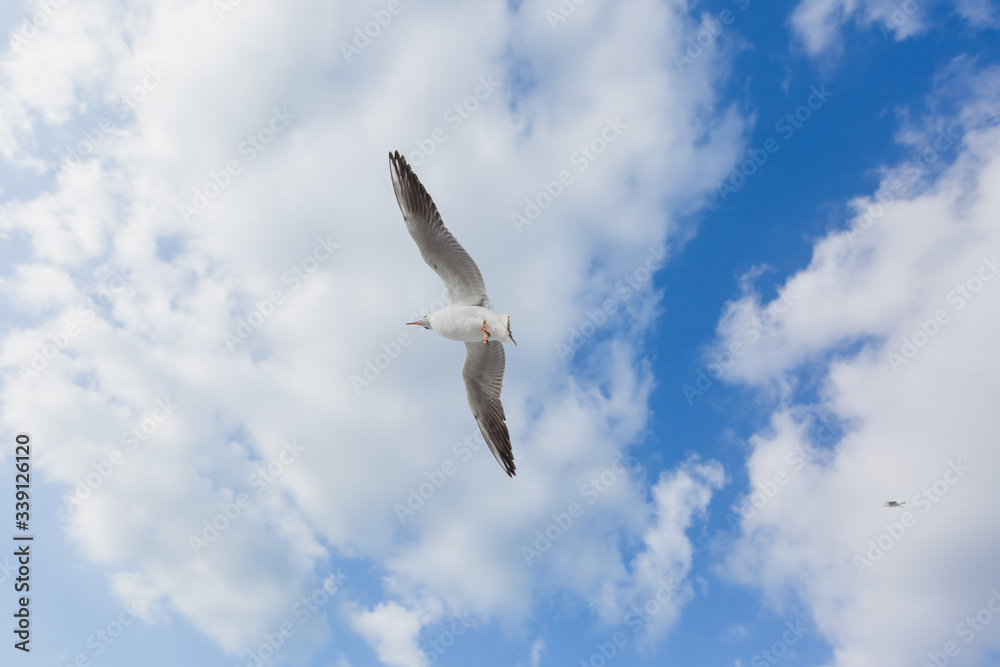 Seagull in flight against a blue sky, ascending with wings spread Seagull in flight against a blue sky, ascending with wings spread