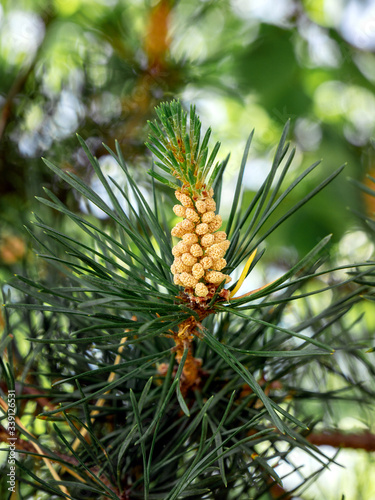 flower pine ordinary with green needles