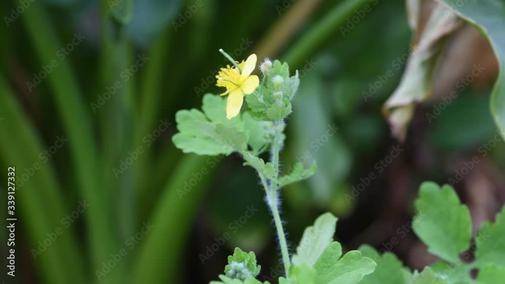 Colorful flowers in the garden. Spring Colorful flowers in the garden. Spring