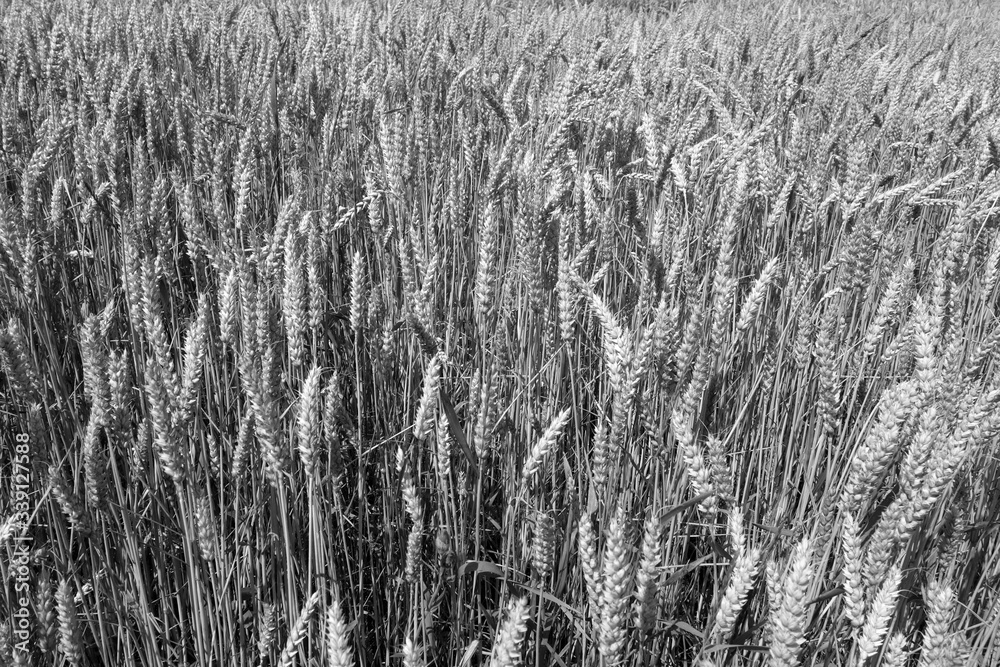 Wheat field close-up with blur effect in black and white. Wheat field close-up with blur effect in black and white.