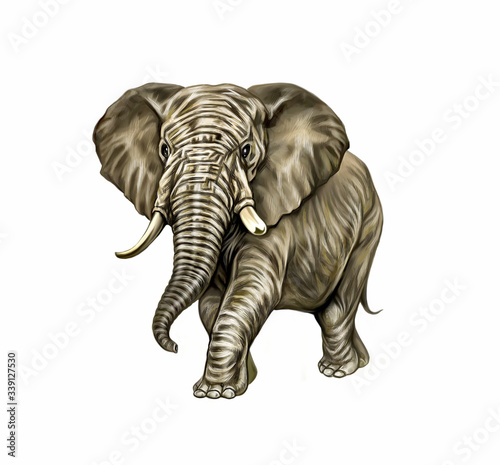elephant drawing